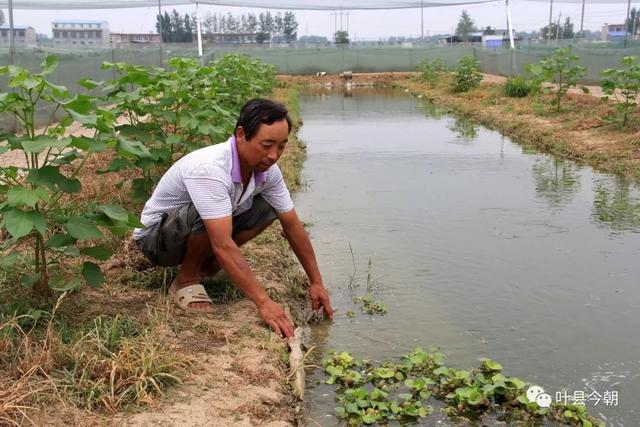 【乡村振兴进行时】一年赚12万，叶县这位老乡的“另类”养殖……