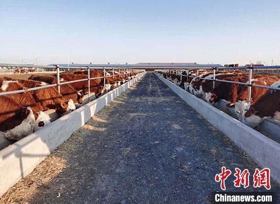 通讯：内蒙古“黄牛之乡”巧念养牛“致富经”