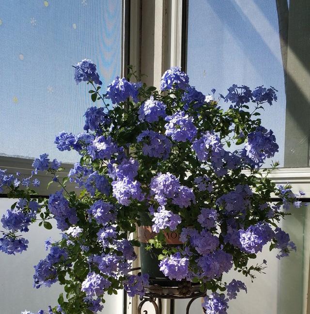 养蓝雪花，用3个“小方法”，小苗变大苗，越长越茂盛，开花多3倍