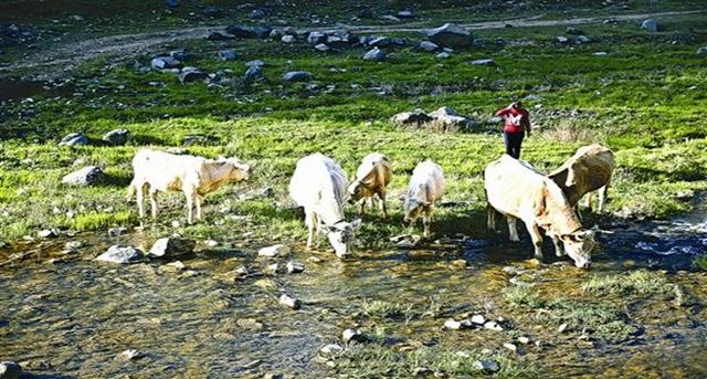 宁夏：牛羊养殖环境污染及防控措施