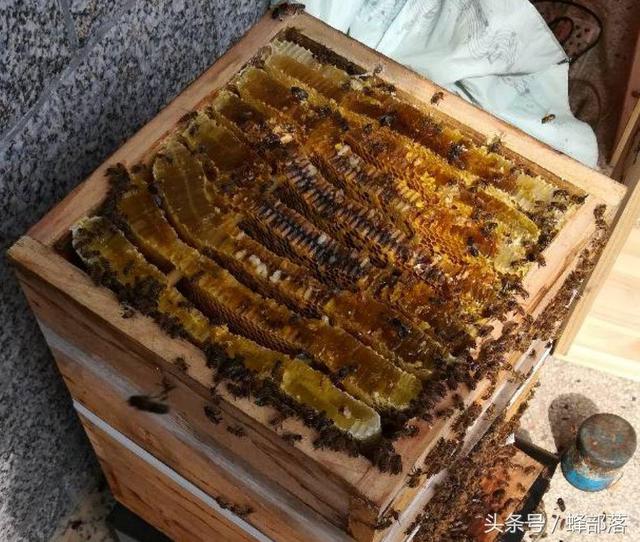 曾经风靡一时的格子箱养殖缘何迅速退出养蜂舞台？原因有三个