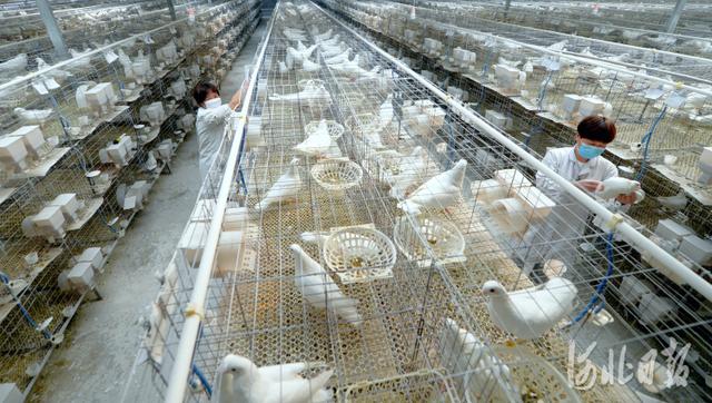 河北成安：发展鸽子养殖 增加农民收入