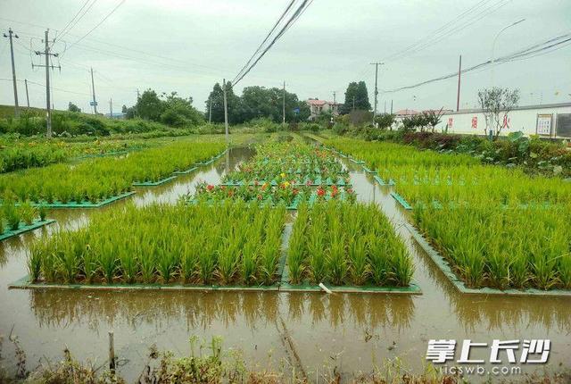 稻在水上种鱼在水下长，望城农民“鱼稻共生”种养技术受追捧