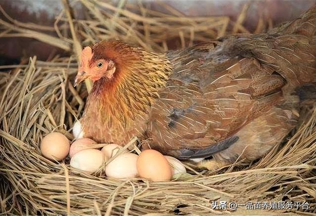 土鸡产蛋期多喂这两物，母鸡产蛋率提高11%，蛋黄颜色也更红