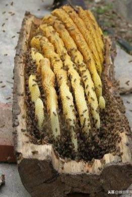木桶养蜂，怎样做不影响蜂蜜质量？老蜂农分享4种方法，太好用了