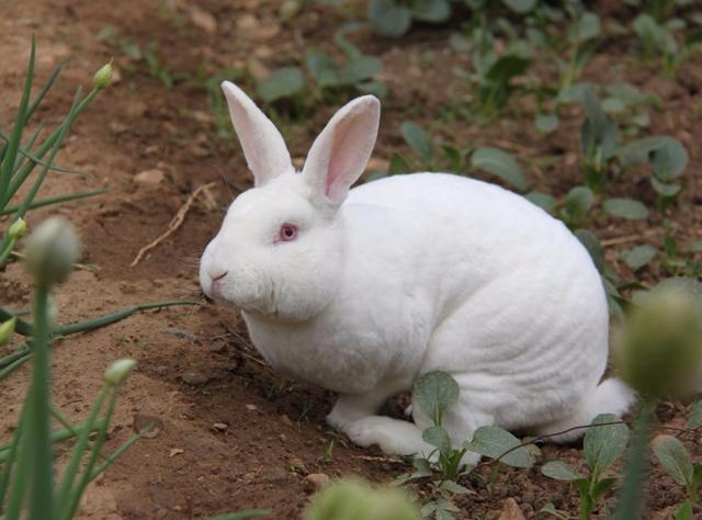 养兔技术｜提高獭兔养殖效益的八个措施