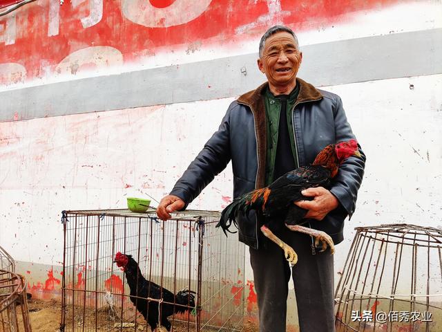 72岁农村老人热衷养鸡，生意做到省外，晚年养老不求人