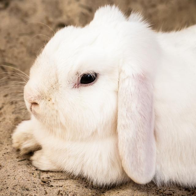 浅谈养殖獭兔的饲养和管理要点，及营养与饲料搭配