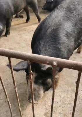 东北黑猪养殖方法(养殖黑猪如何选择适合的品种？要注意哪些？)