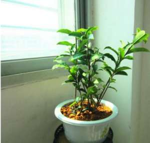 茶树的养殖(茶叶树的管理：盆栽茶树如何种植)