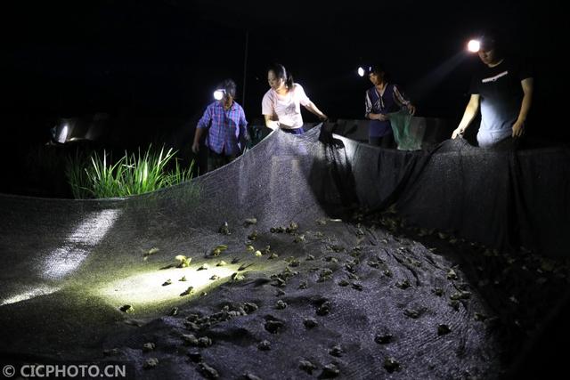 湖南永州：稻蛙共生 助农增收