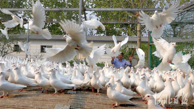 河北成安：发展鸽子养殖 增加农民收入