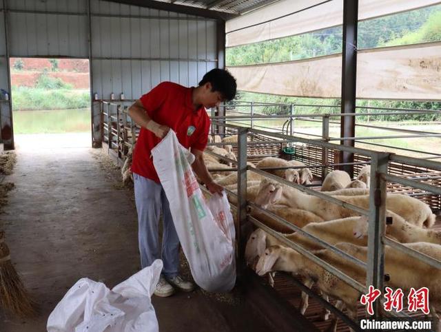 （乡村行·看振兴）江西赣县湖羊养殖助力村民增收致富“发羊财”
