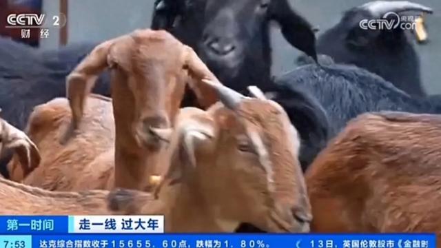 发展山羊产业，助力重庆山区乡村振兴！
