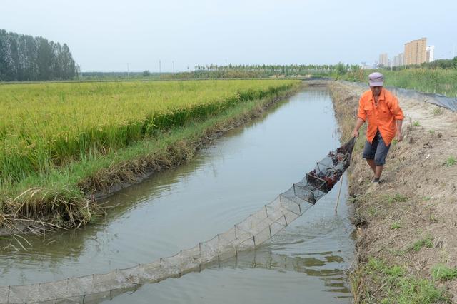 稻田蟹养殖的好处与放养时间