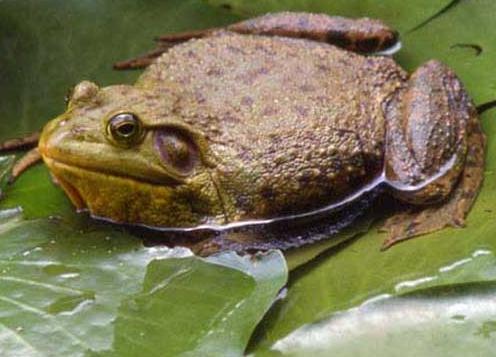 美国青蛙的养殖方法和管理注意事项