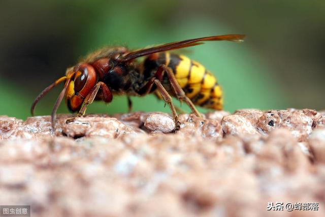 经常有胡蜂吃蜜蜂如何预防？养蜂人都用这3种方式，太好用了