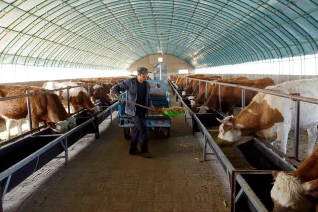 “五举措”全面推进肉牛产业现代化进程