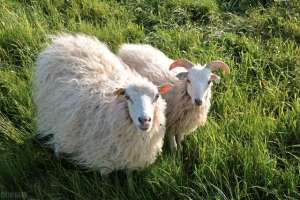 山区适合养殖什么羊(中国优良的羊品种有哪些？推荐4种绵羊和4种山羊，收益多多)