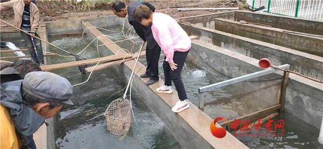 兰州榆中：马坡乡成功养殖虹鳟鱼 每斤20元销路有保障