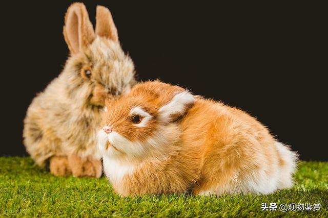 兔子吃什么食物，在饮食上有哪些注意事项
