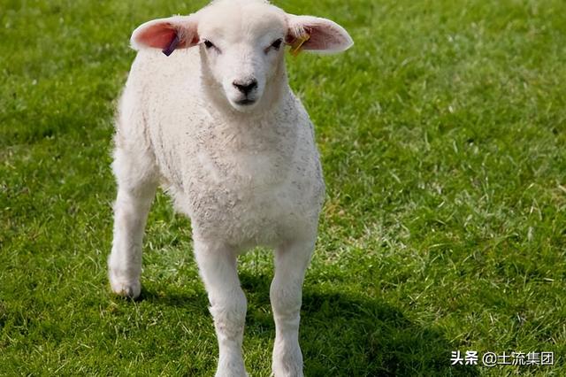 养羊补贴政策2022最新标准：具体需要什么条件？