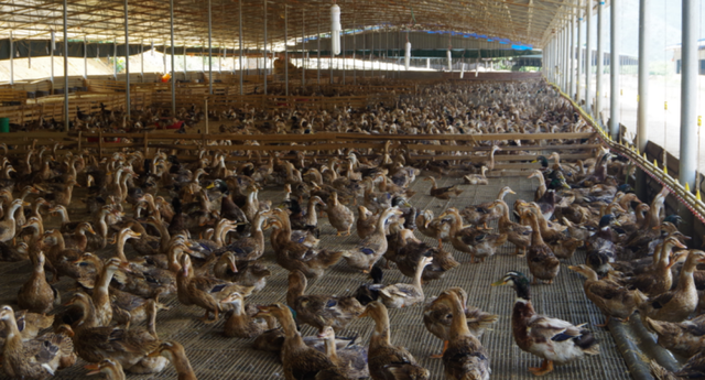 桂柳集团：全球最大种鸭集团，年产禽苗12亿羽以上