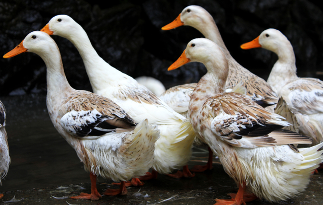 养殖鸭子的正确方法，教你养出健康的鸭子，养鸭户收藏吧