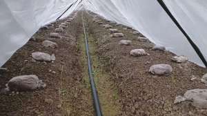 羊肚菌养殖视频(大家要的为什么补水过后不死菇的视频#羊肚菌)