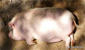 北京香猪养殖场(浙江省：衢江藏香猪供不应求一年销售500头)
