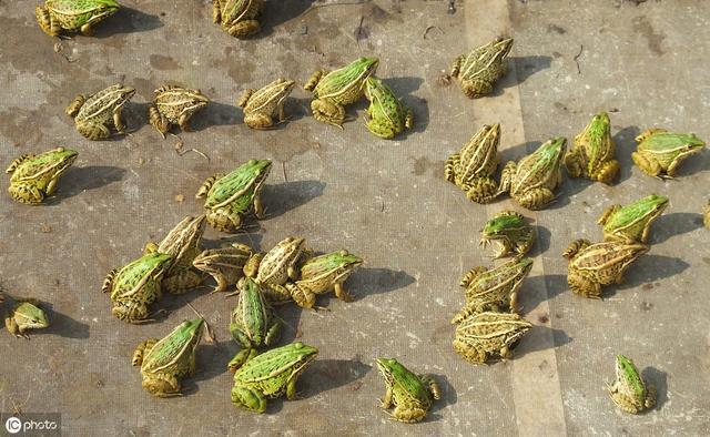 农村养殖青蛙，使用天然饵料来喂养，这些操作你会吗