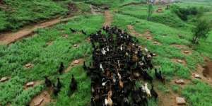 黑山羊养殖与利润分析(他这样养殖黑山羊，1头羊能多赚1100元额外还赚6万元？)