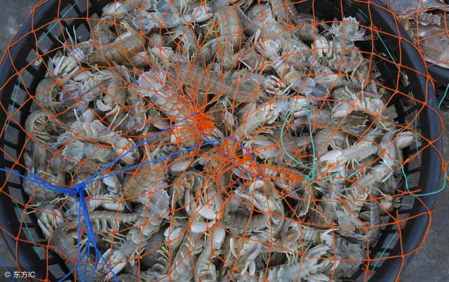 人工养殖虾和野生虾有什么区别？教你如何快速区分