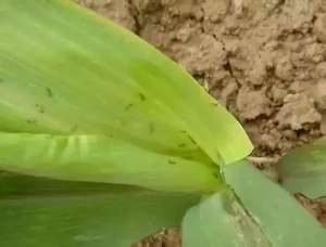 农业养殖网玉米虫(玉米10大害虫，危害非常严重防治技术大全看这里)