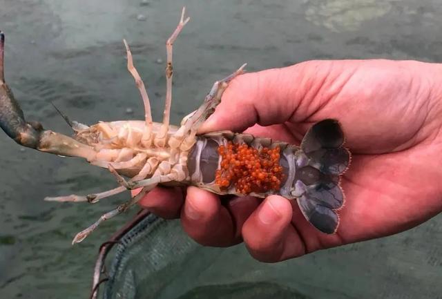 澳洲淡水小龙虾利润总体可观，养殖热度逐渐升温
