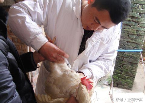鸡免疫接种的7个方法：聪明的养鸡户都收藏了！