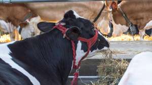 黄牛养殖补贴(2022年去农村养牛，一年能赚多少？有补贴吗？一头牛给多少补贴)