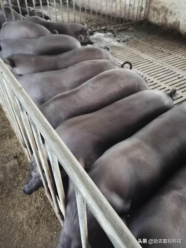 广西合浦县这个黑猪养殖场运用益生菌发酵中草药防控疫病效果好