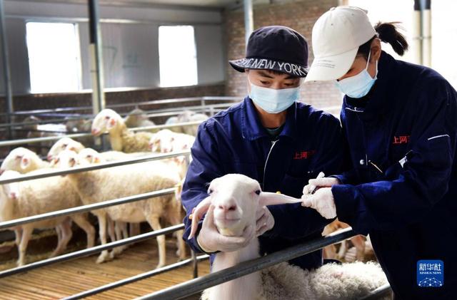 陕西榆林：发展湖羊规模养殖