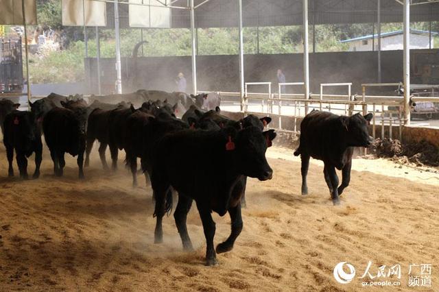 首批入驻！广西都安引进澳大利亚纯种安格斯母牛，打造全国安格斯牛生产基地