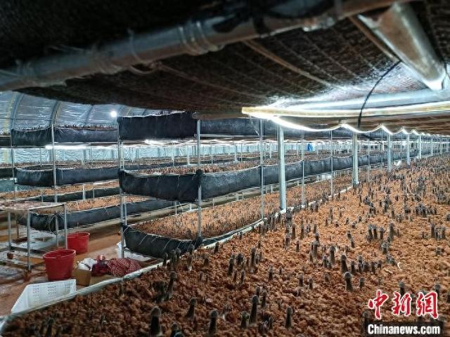 发展鸡枞菌特色种植   湖南零陵产业富民