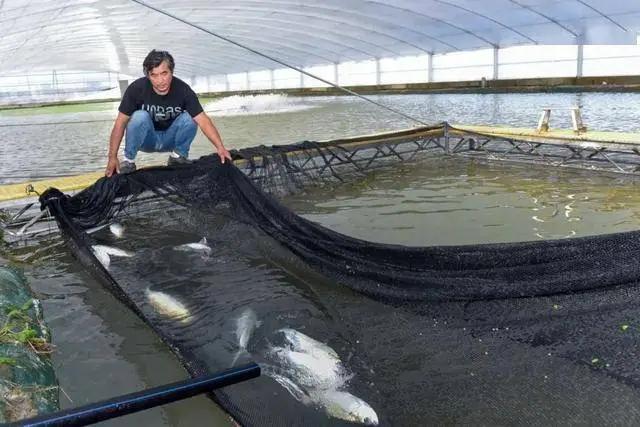 美国鲥鱼生物学特性，及其人工养殖技术
