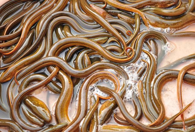 鳝鱼养殖过程中，为什么不能投喂腐烂的食物？