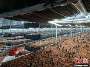 鸡纵菌养殖(发展鸡枞
