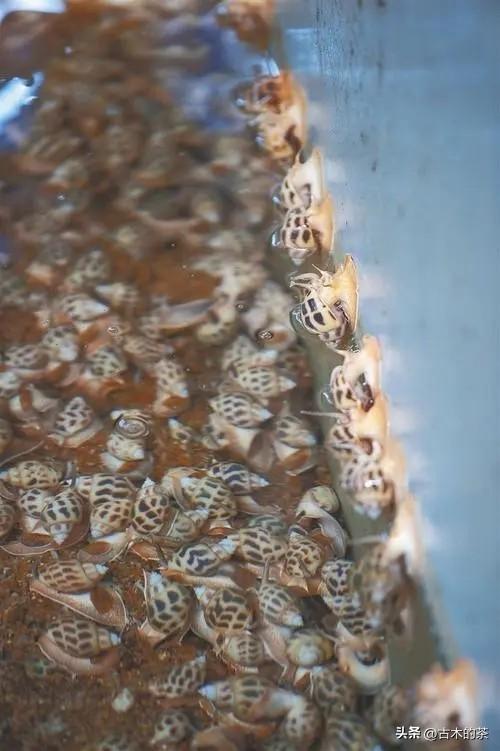 方斑东风螺生物学特性及养殖技术