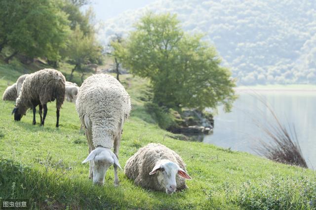肉羊产业形势及其发展思路