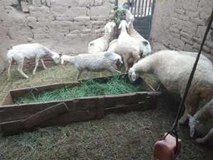 圈养小尾寒羊养殖技术(圈养100只小尾寒羊繁殖母羊，3年后能达到何种规模？答案来了)