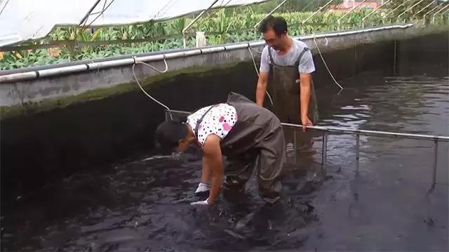 农村大哥发明水质过滤系统，1套水，养3次鱼，挣5份钱
