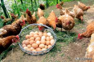散养鸡养殖方法(老兽