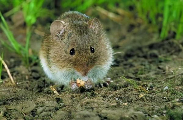 老鼠种类常见的有哪三种？家鼠和野鼠有啥区别